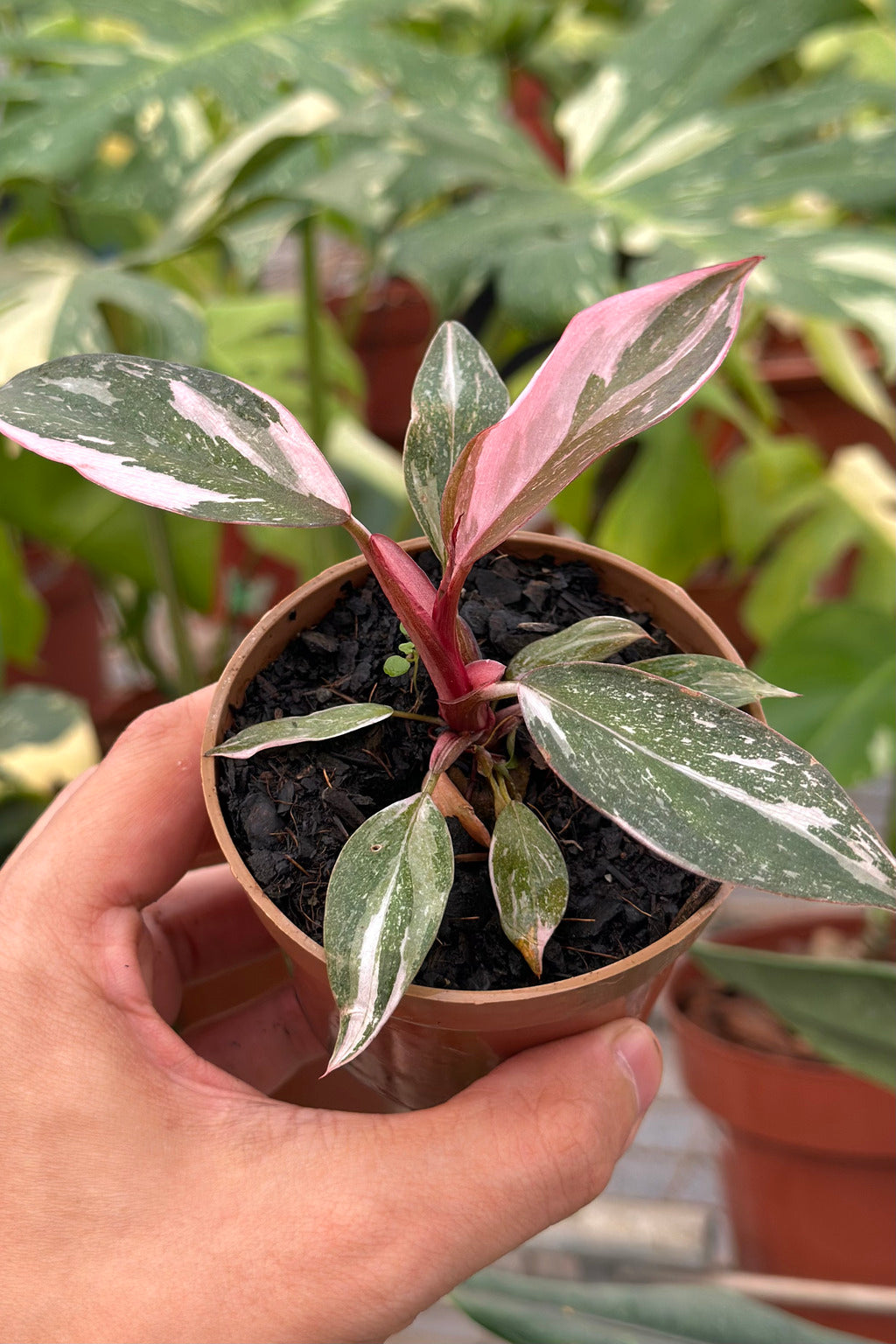 Philodendro Pink Princess – Un Toque de Elegancia y Exclusividad