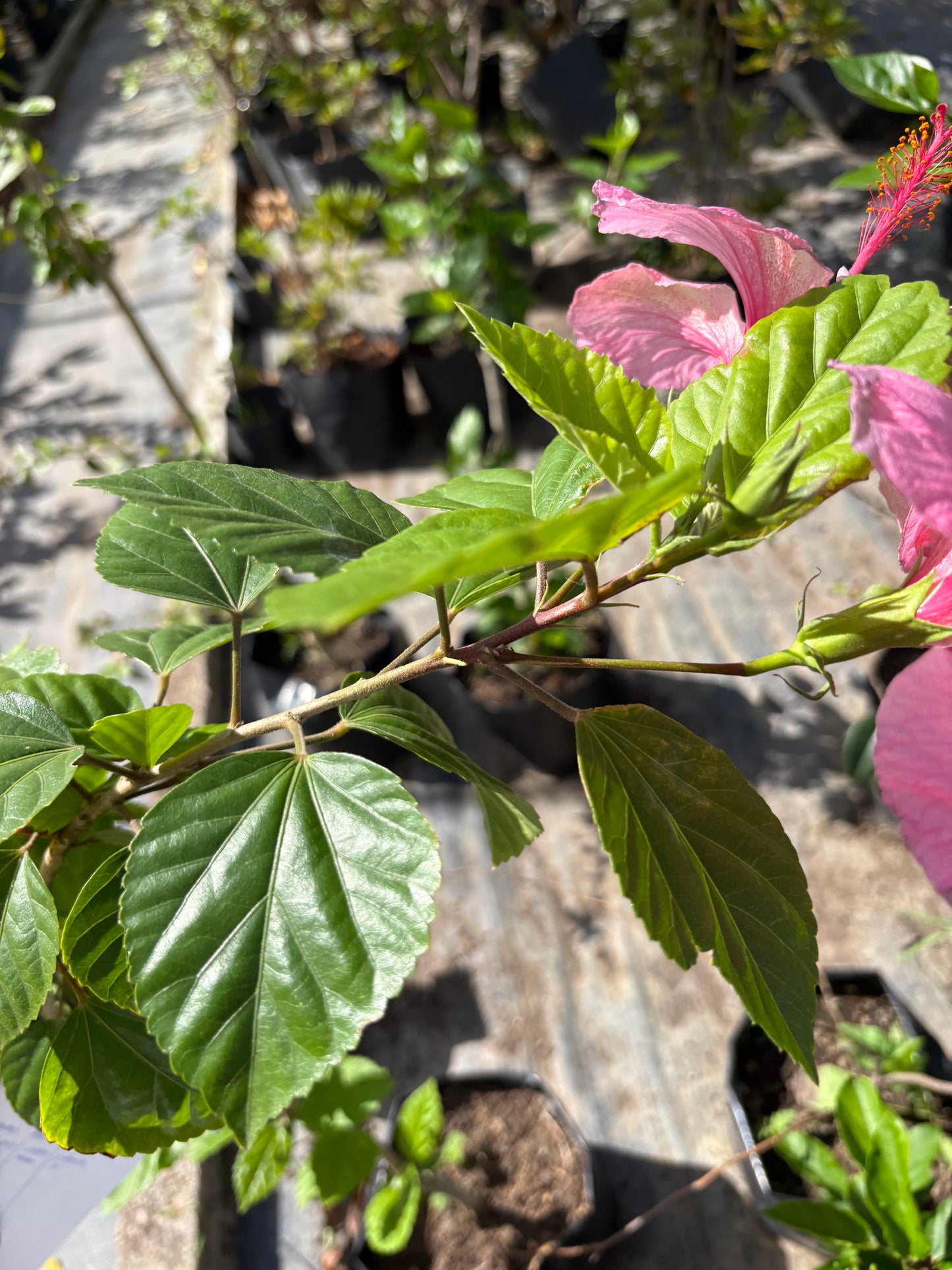 Hibisco – Planta de Exterior con Flor