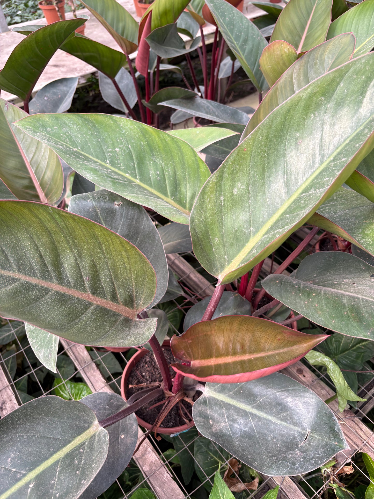 Philodendro Rubra – Planta de Interior Tropical