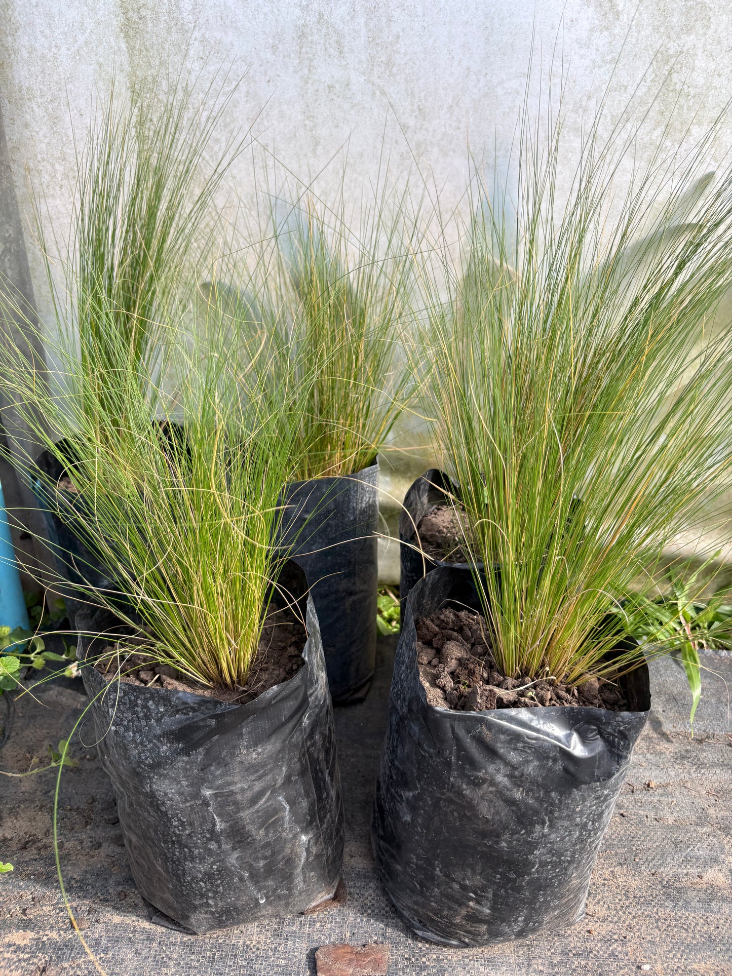 Stipa Tenuissima – Planta Ornamental de Exterior (Pasto Pluma)