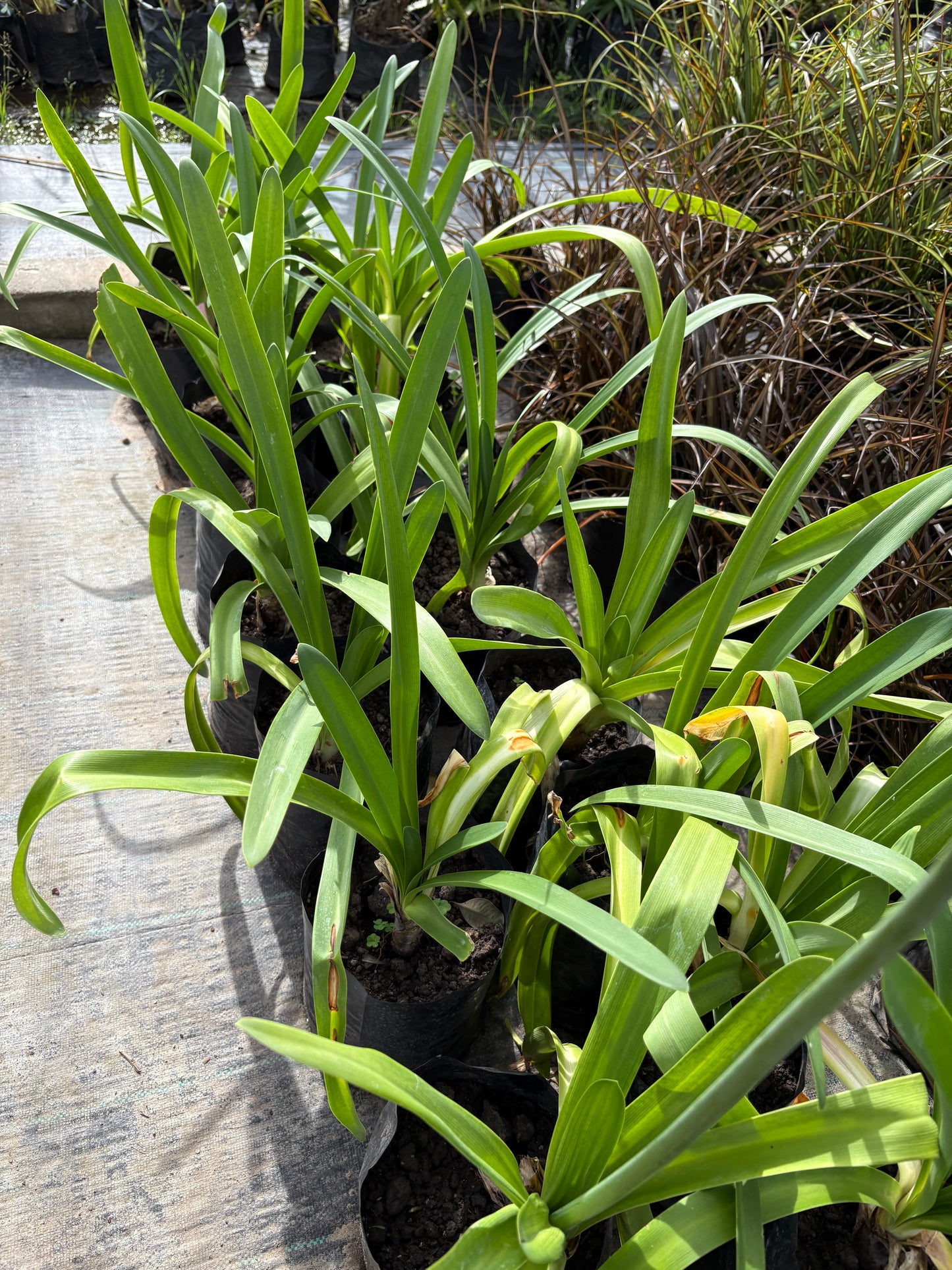Agapanthus – Floración espectacular con cero complicaciones 🌿💙