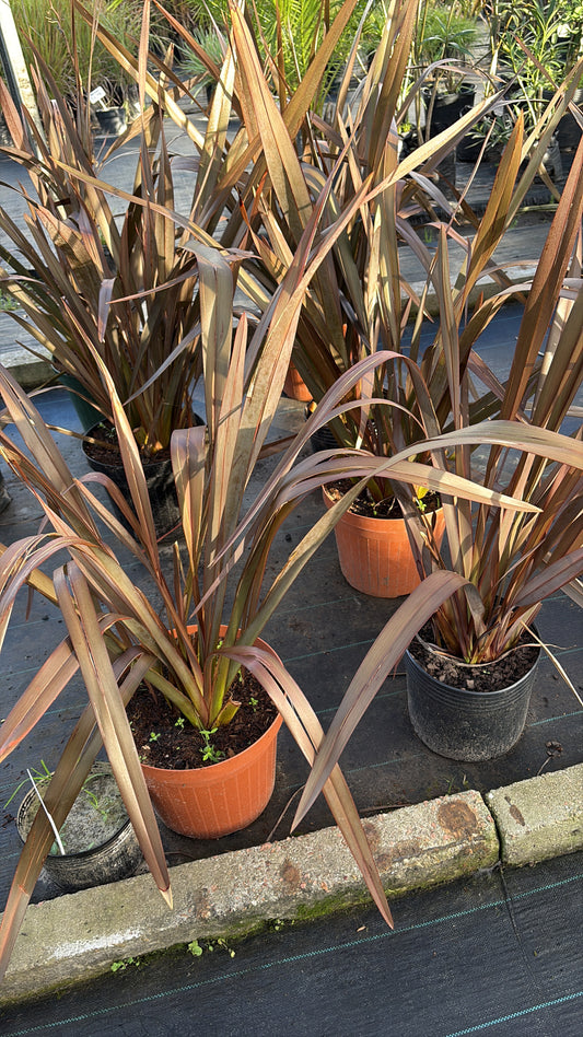 Formio morado - hermosa planta de exterior