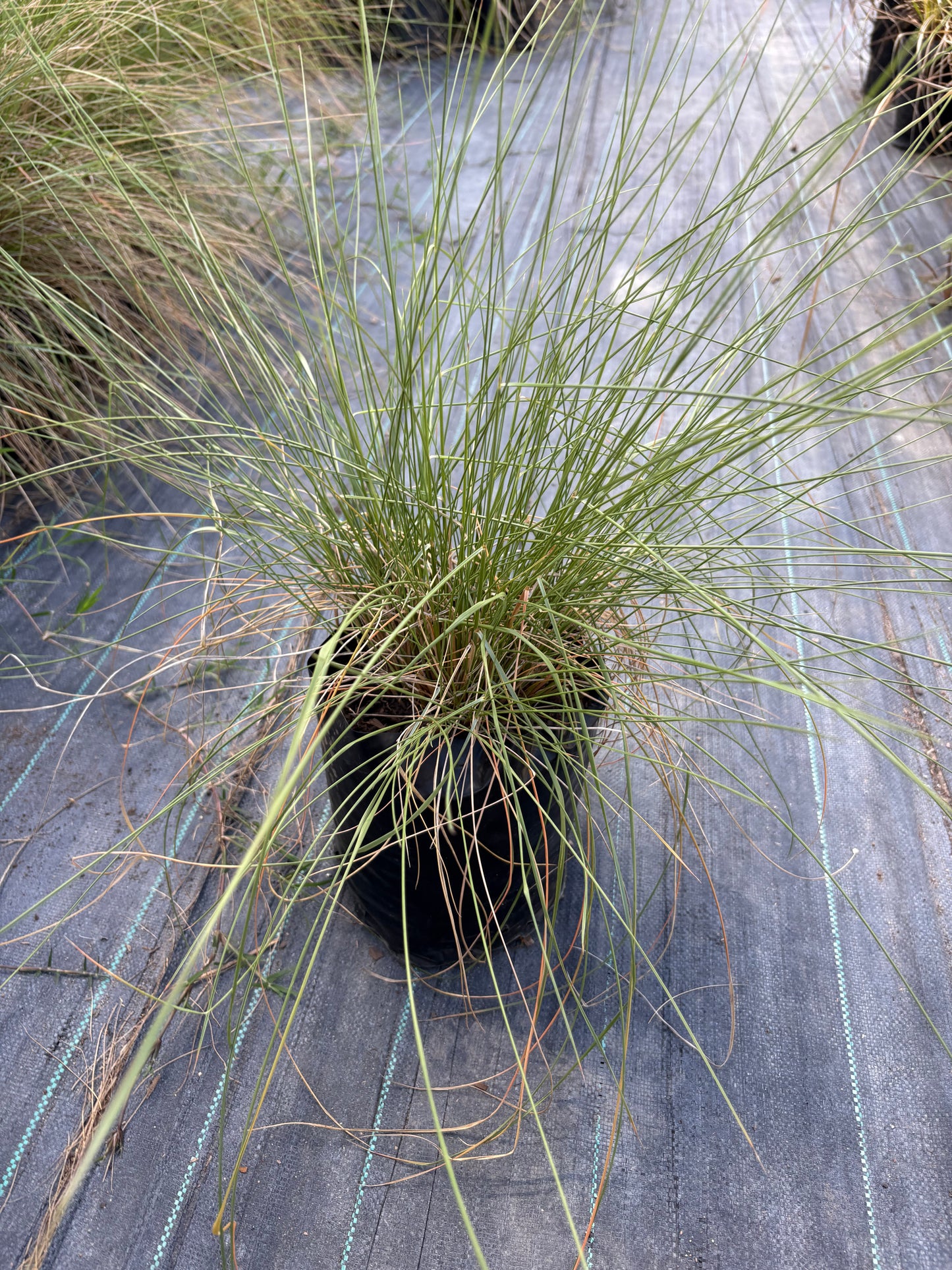 Muhlenbergia Capillaris – Pasto Ornamental Rosa de Exterior