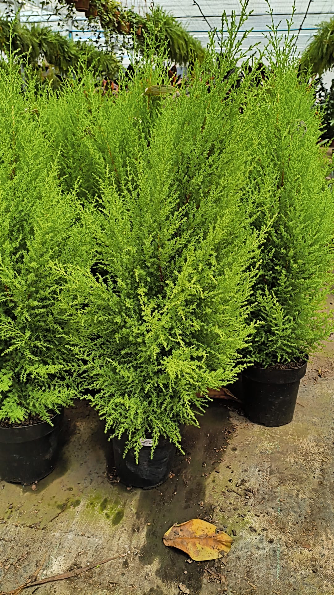 Pino Limón – Verde brillante y aroma cítrico todo el año