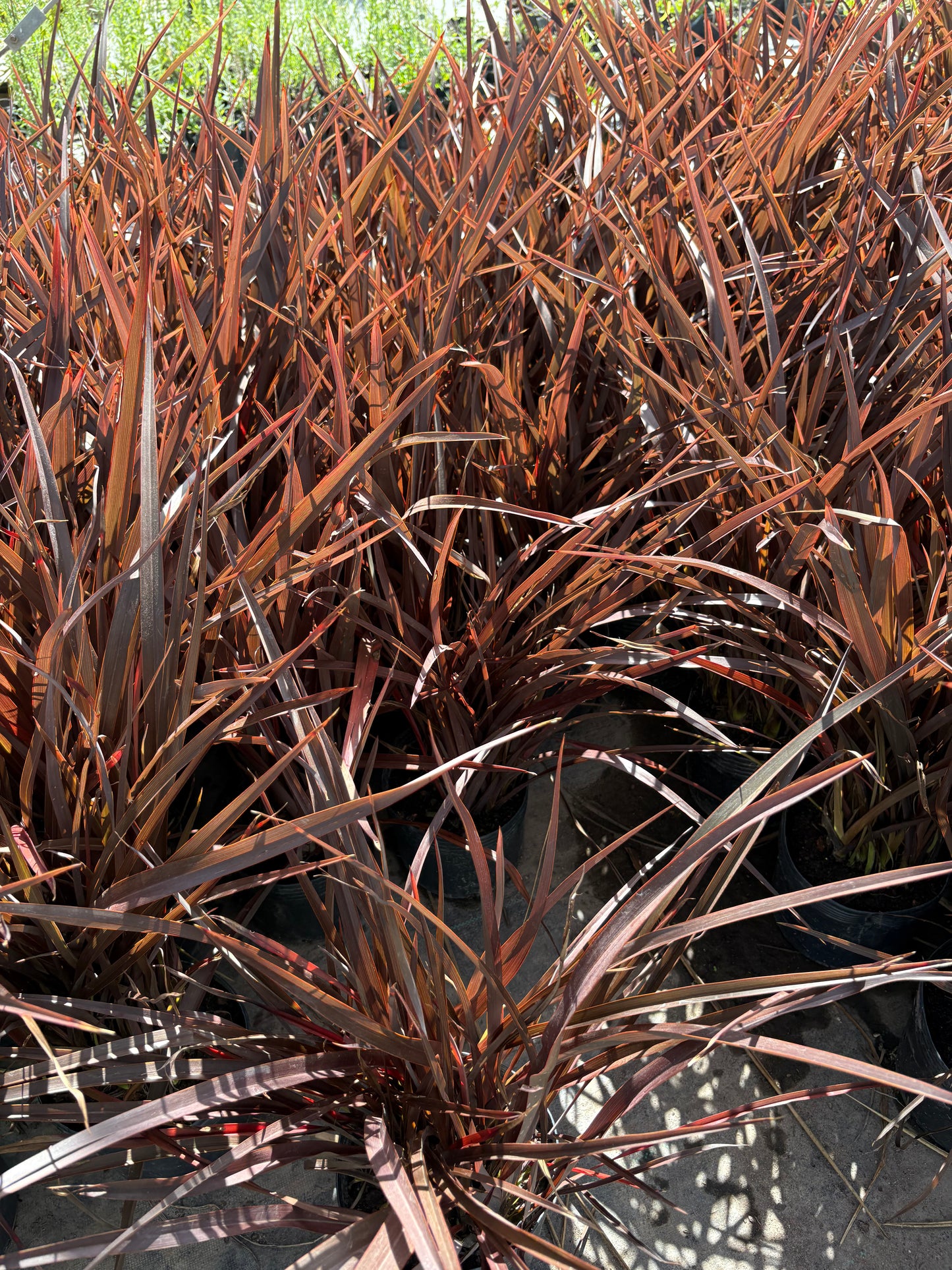 Formio Morado Enano – Planta Ornamental de Exterior