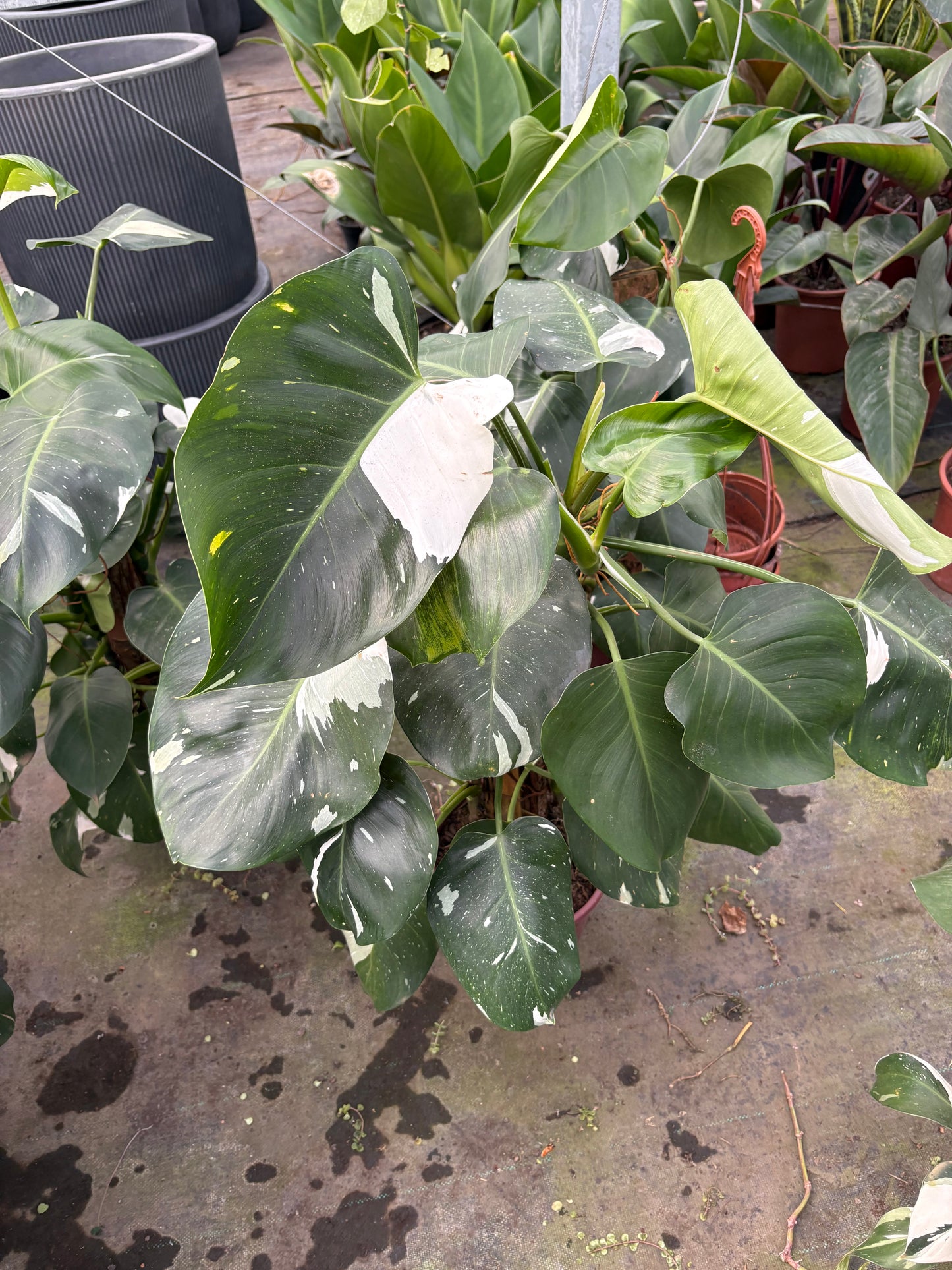 Philodendro White – Planta de Interior Variegada