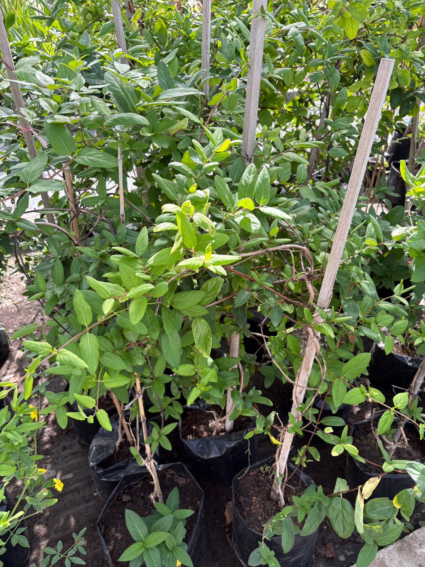 Madreselva – Planta Trepadora de Exterior con Flor