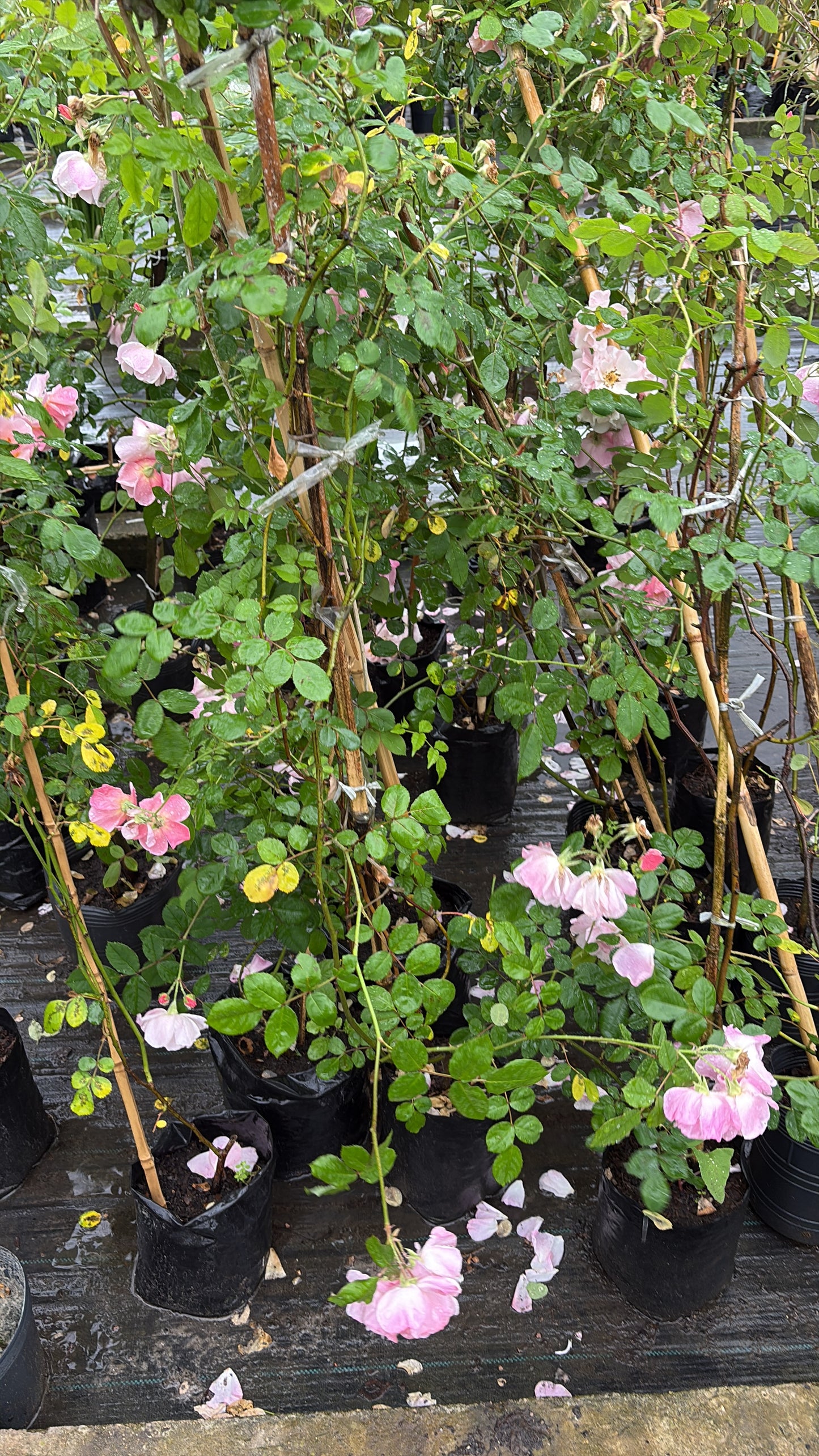 Rosal Trepador – Planta de Exterior con Flor