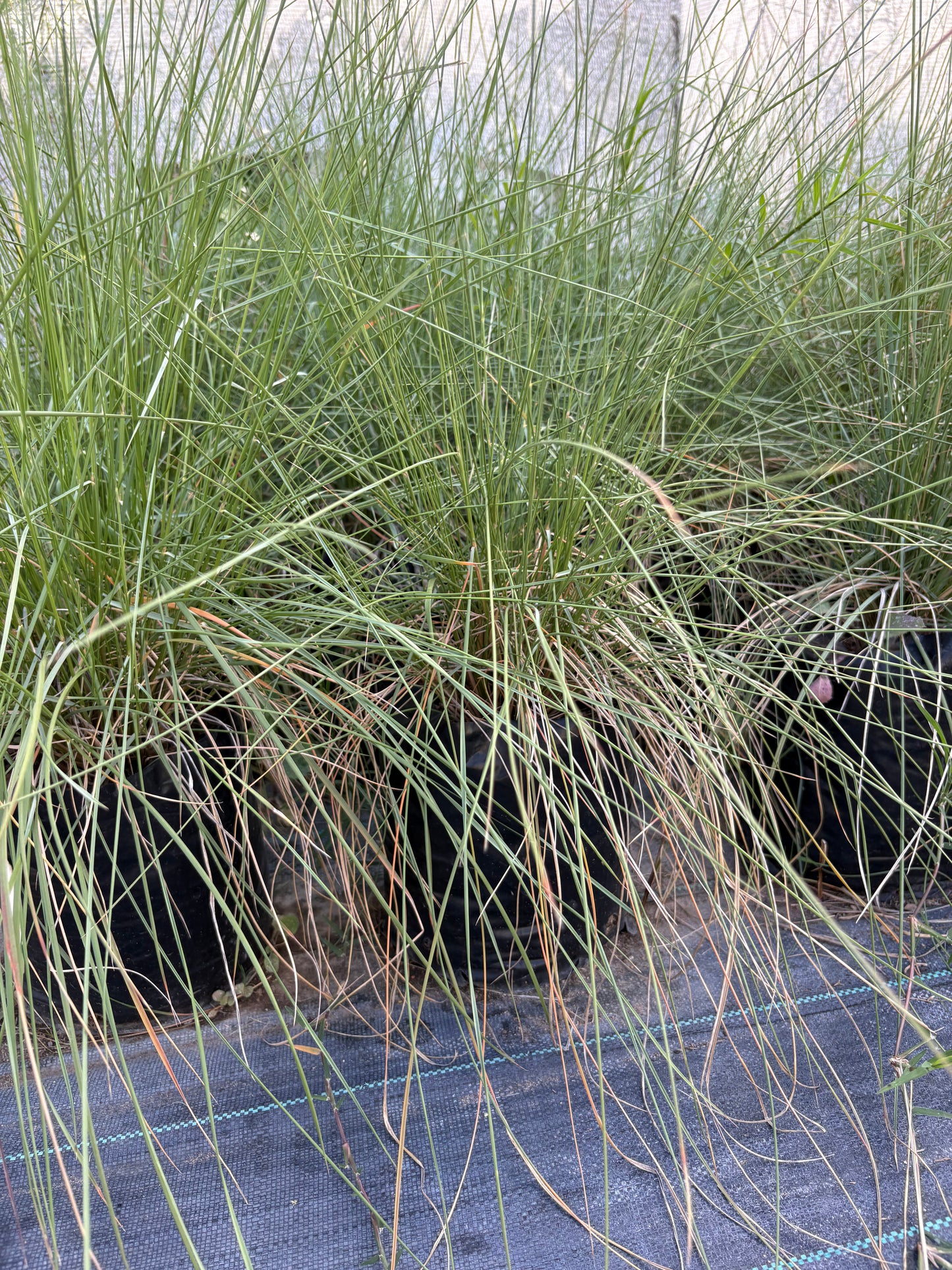 Muhlenbergia Capillaris – Pasto Ornamental Rosa de Exterior
