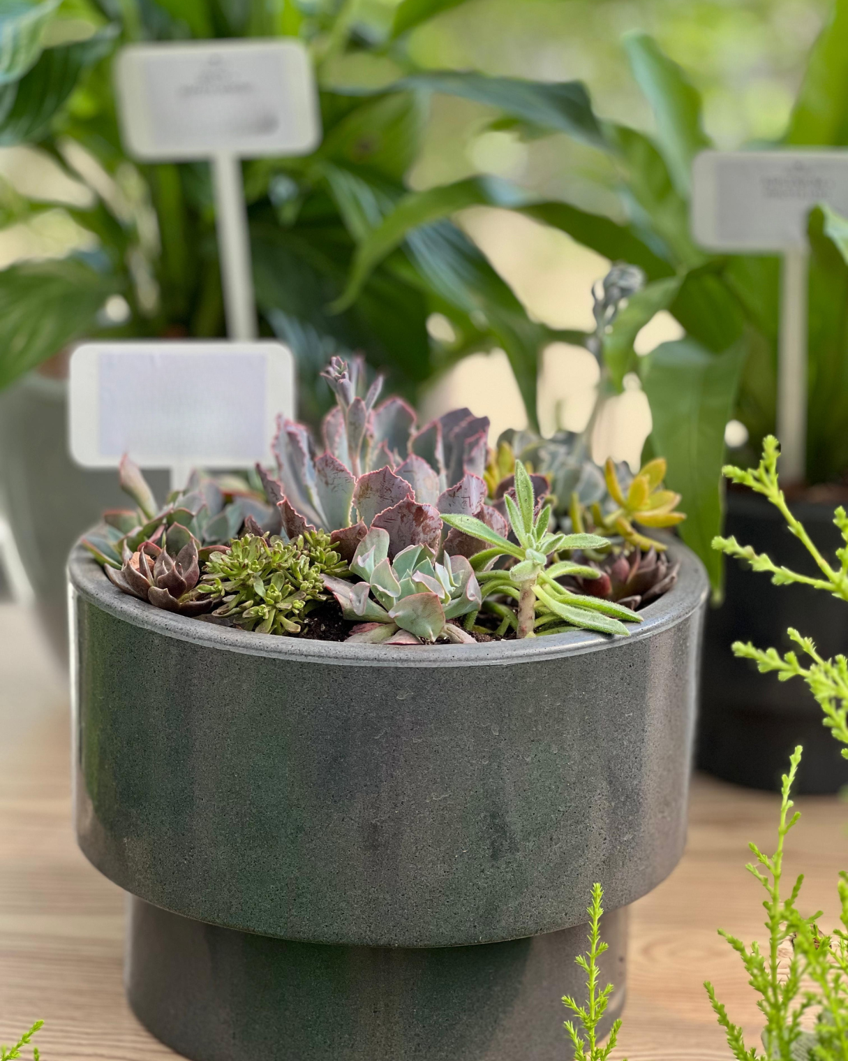 COMBO PERFECTO YA ARMADO