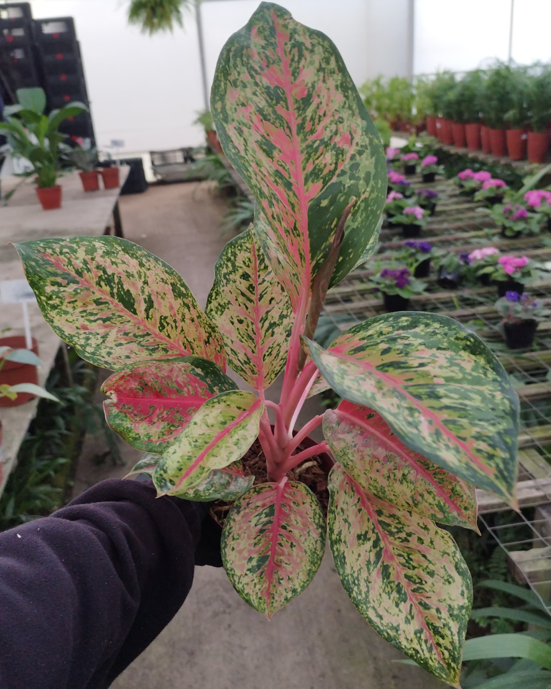 Aglaonema Lawang