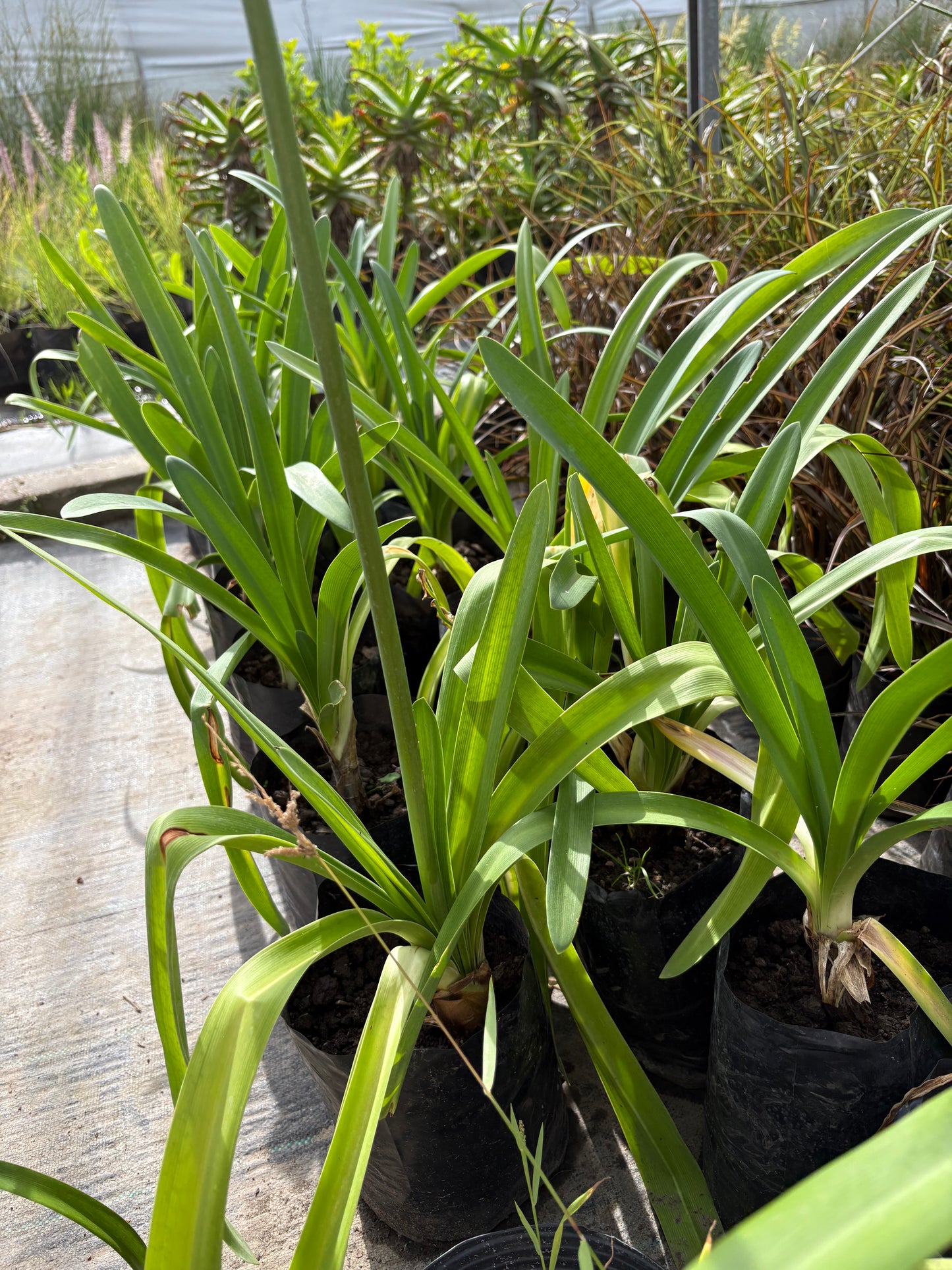 Agapanthus – Floración espectacular con cero complicaciones 🌿💙