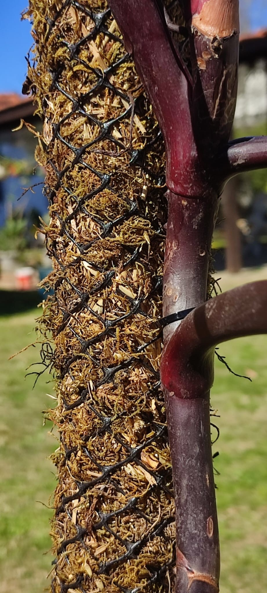 Tutor Para Plantas De Fibra De Coco, Da El Mejor Agarre