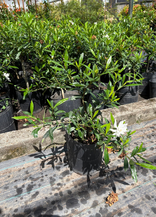 Jazmín Inglés – Arbusto de Exterior con Flores Perfumadas