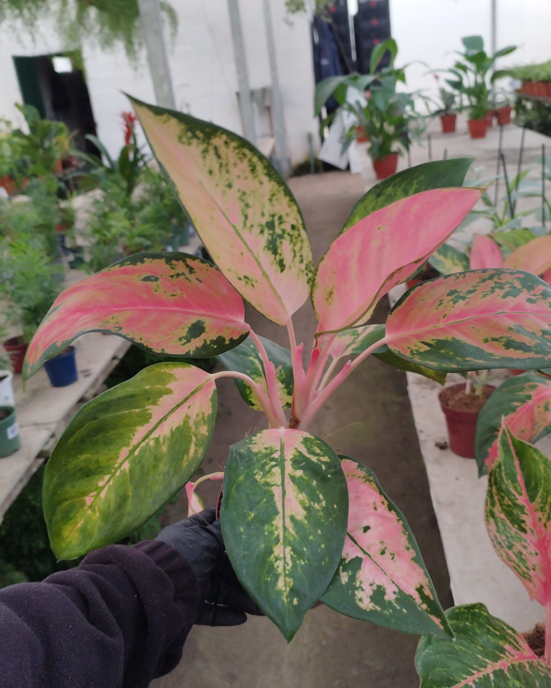 Aglaonema Lawang
