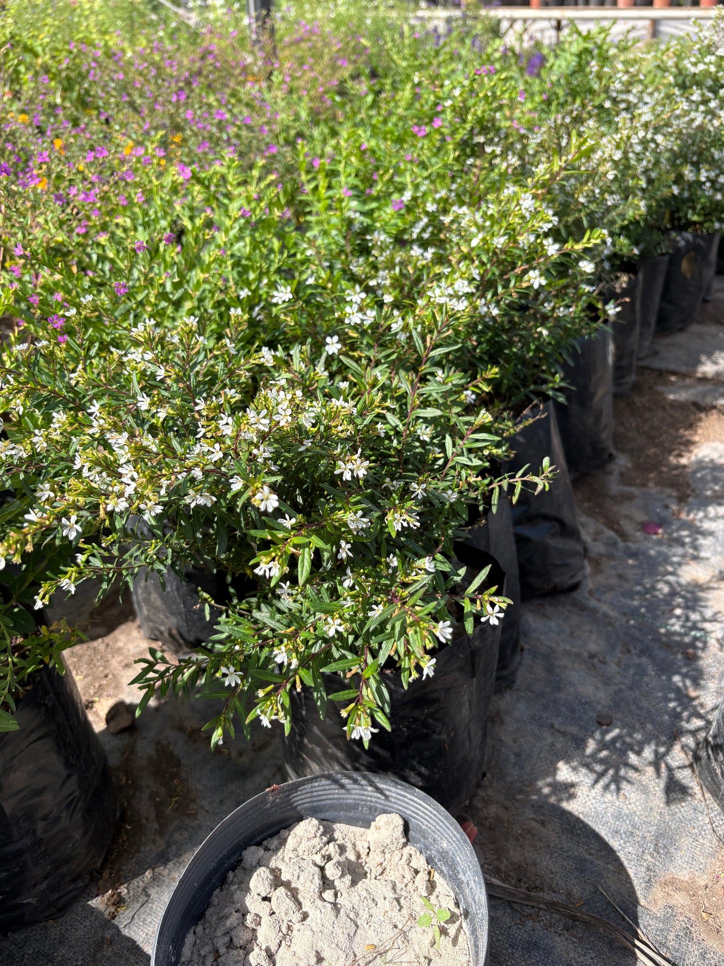 Cuphea – Planta de Exterior con Flor