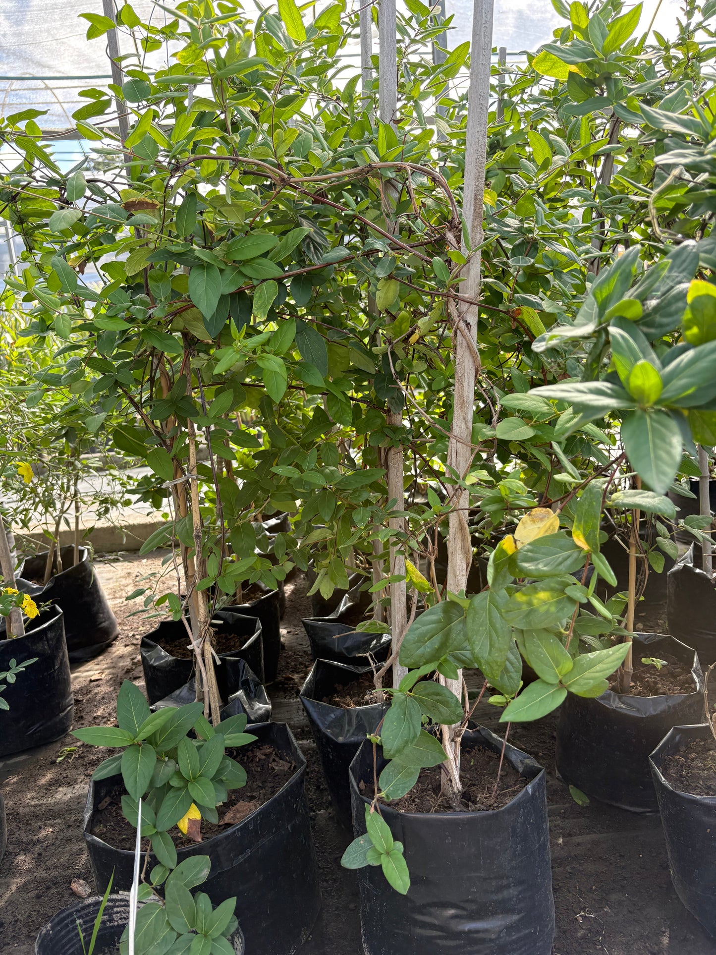 Madreselva – Planta Trepadora de Exterior con Flor