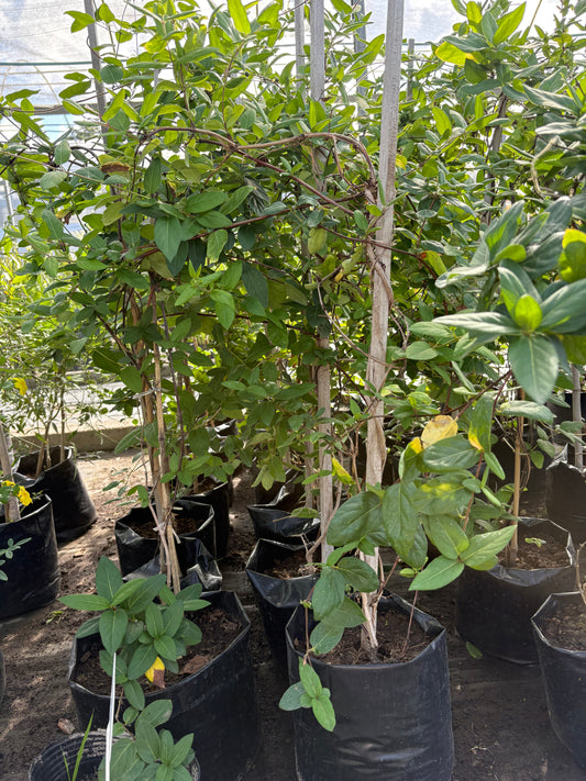 Madreselva – Planta Trepadora de Exterior con Flor