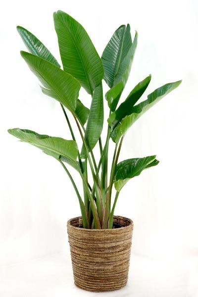 Strelitzia Nicolai