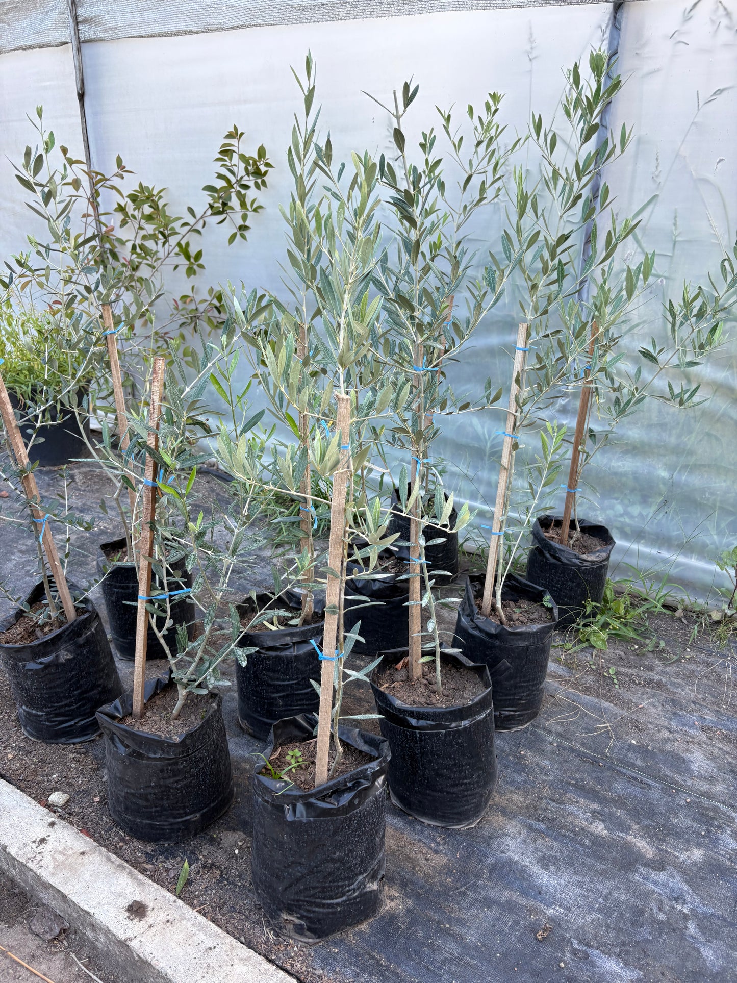 Olivo – El árbol milenario que decora con elegancia