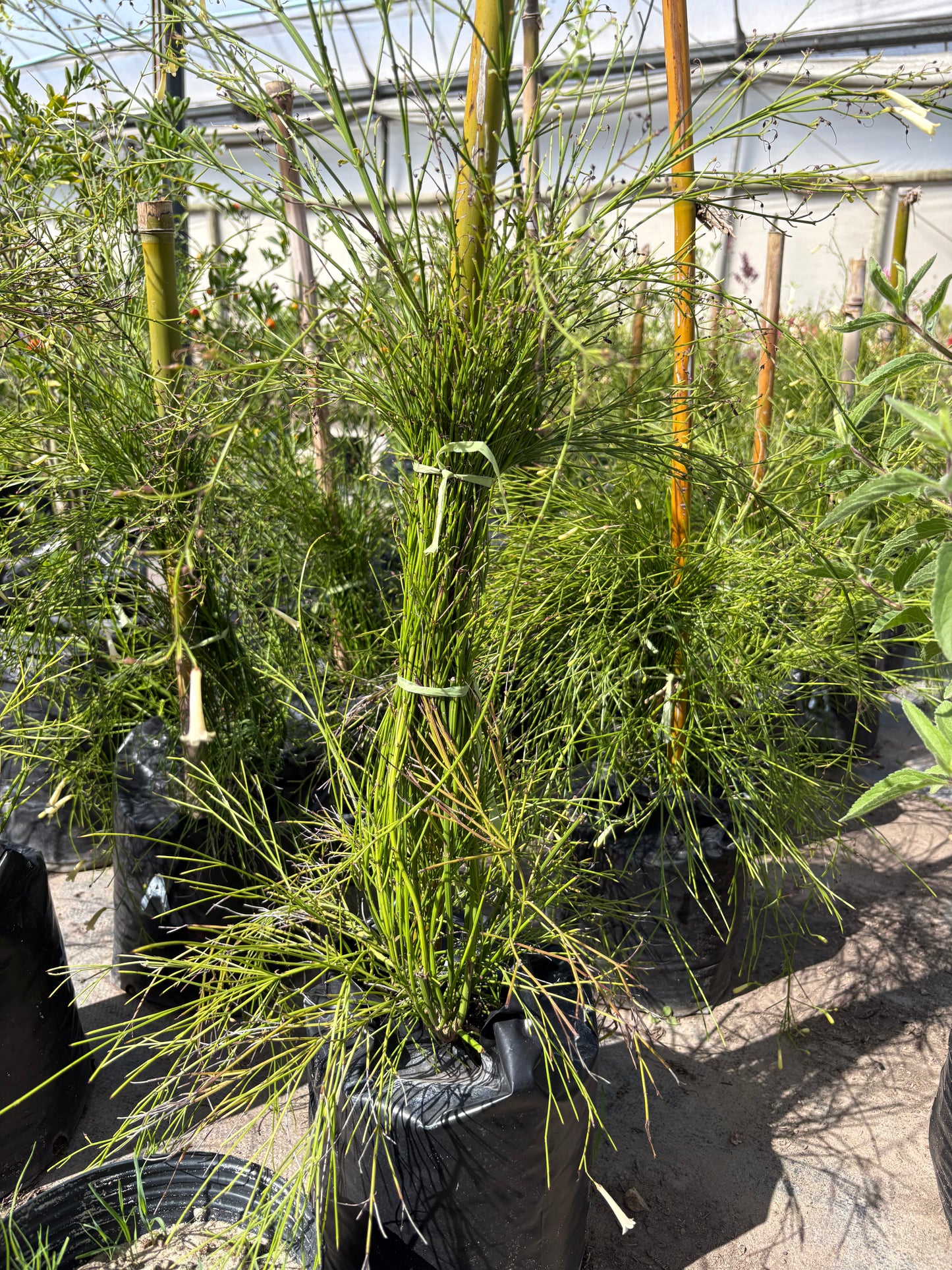 Russelia – Planta de Exterior con Flor (Lluvia de Coral)