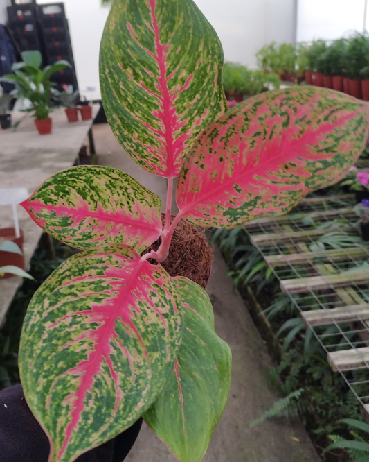 Aglaonema Lawang