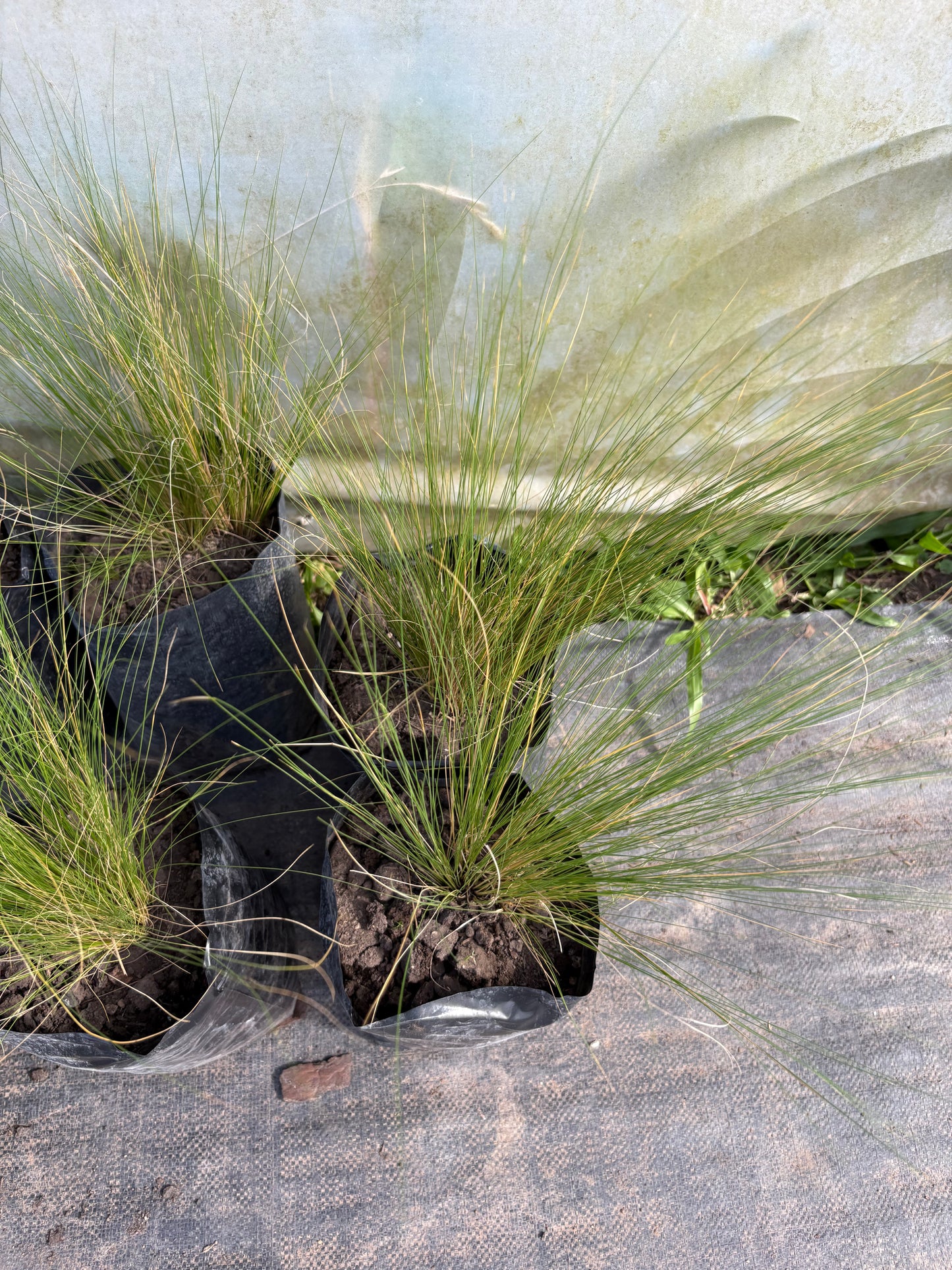 Stipa Tenuissima – Planta Ornamental de Exterior (Pasto Pluma)