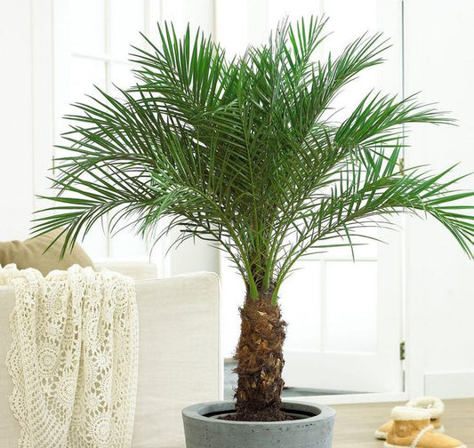 Palmera Phoenix Roebellini - Elegancia tropical en formato compacto