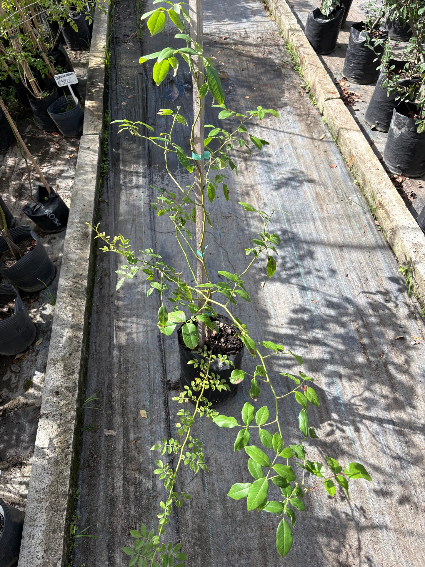 Rosal Trepador – Planta de Exterior con Flor