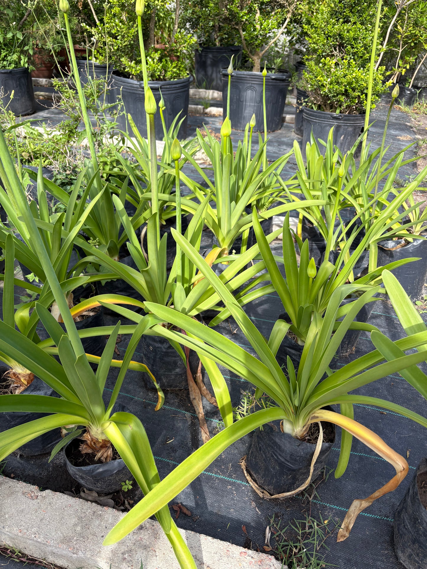 Agapanthus – Floración espectacular con cero complicaciones 🌿💙