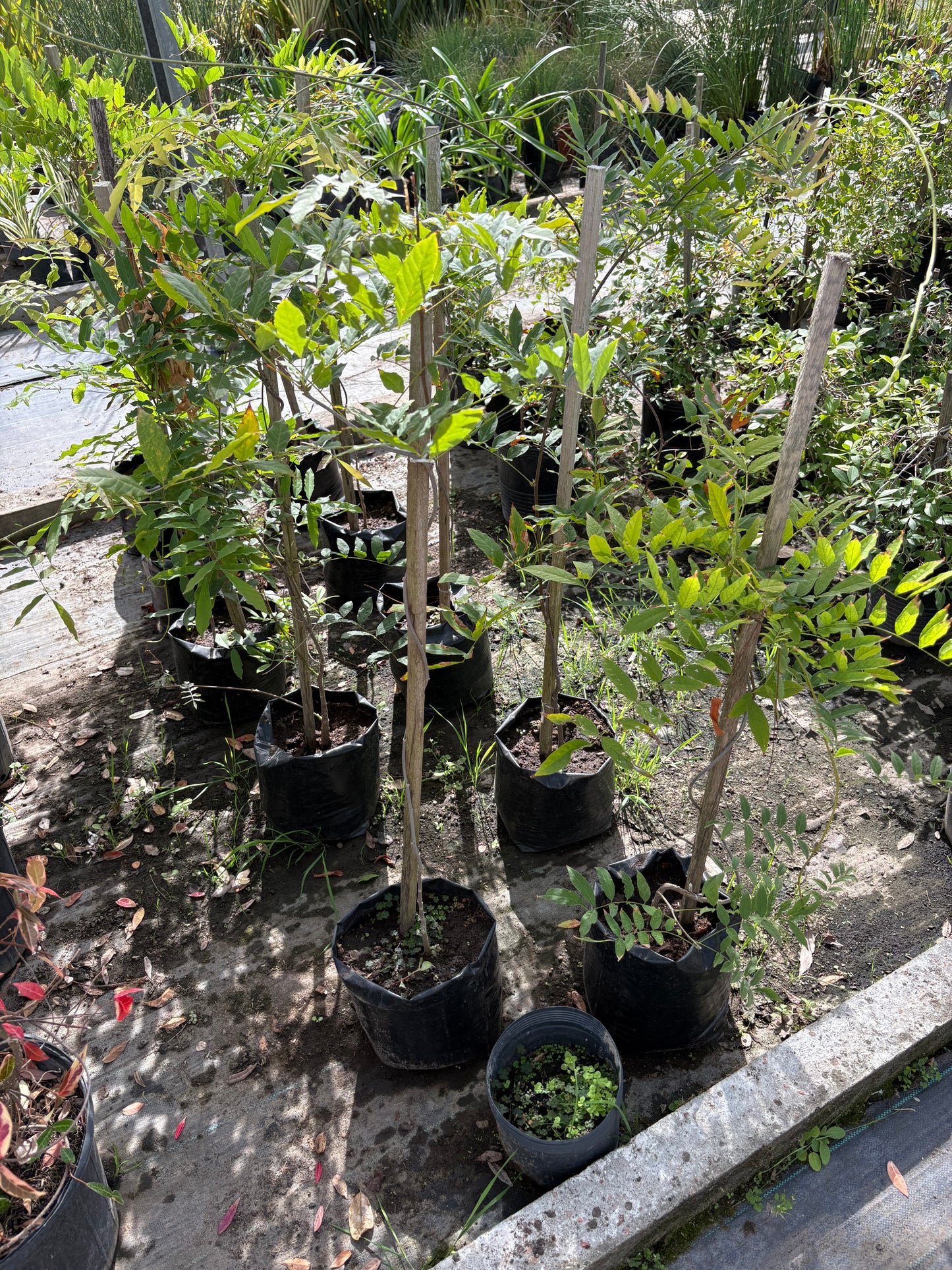 Glicina – Planta Trepadora de Exterior con Flor