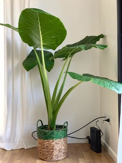 Alocasia oreja de elefante