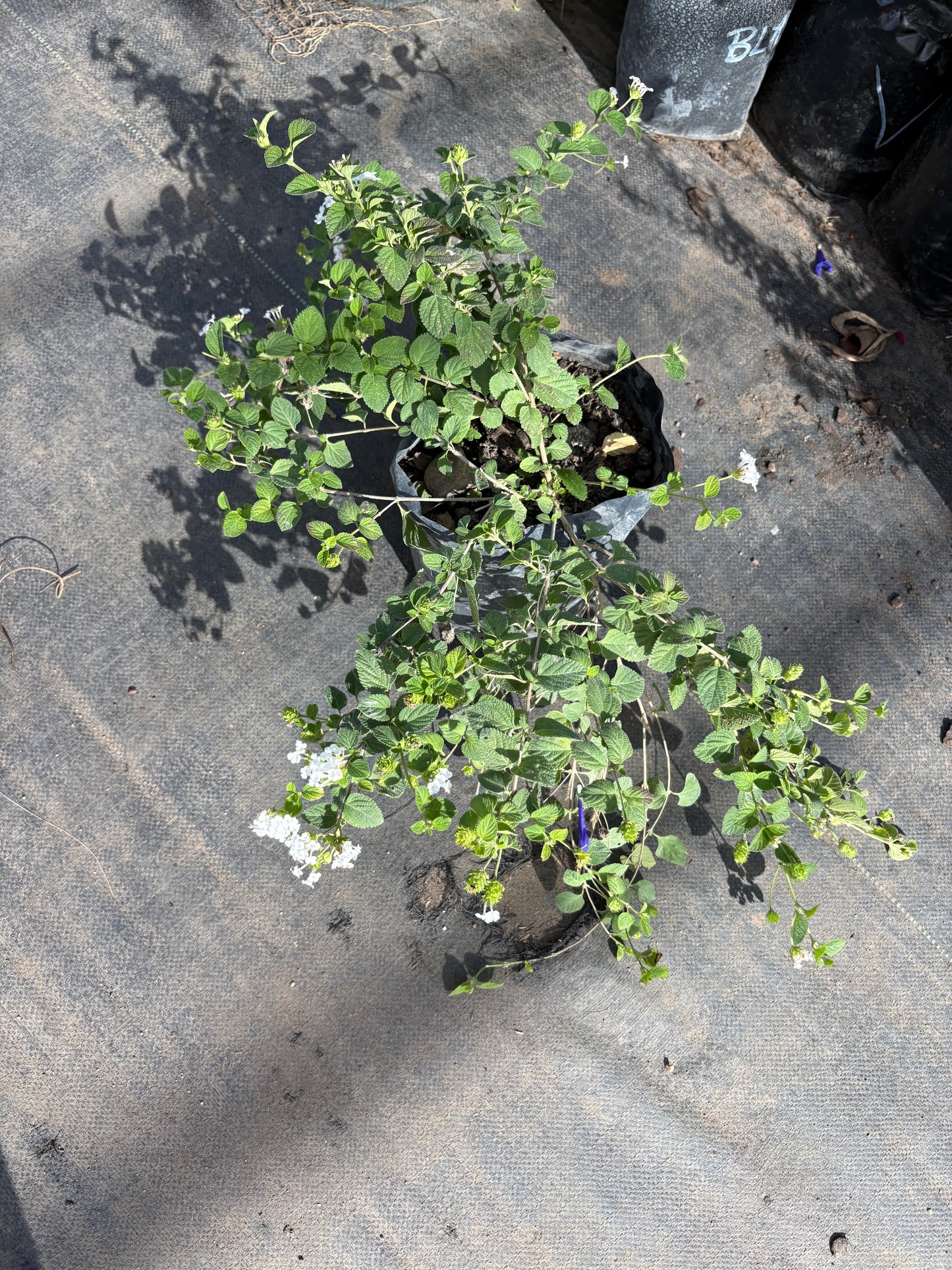 Lantana – Planta de Exterior con Flor
