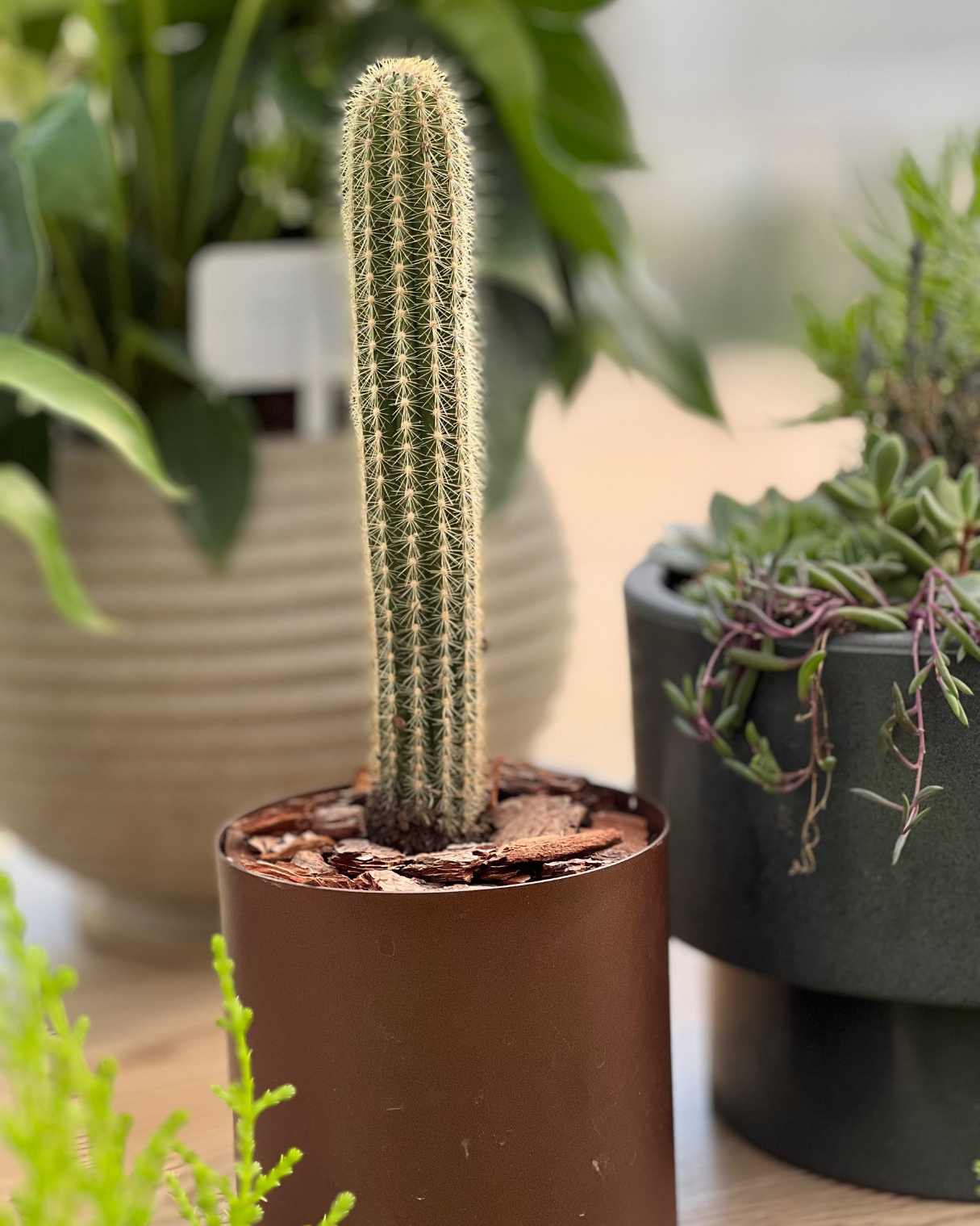 COMBO PERFECTO YA ARMADO