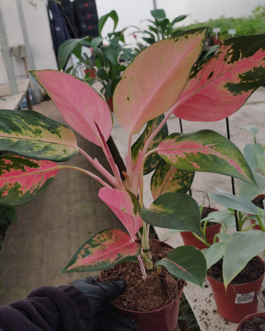Aglaonema Lawang
