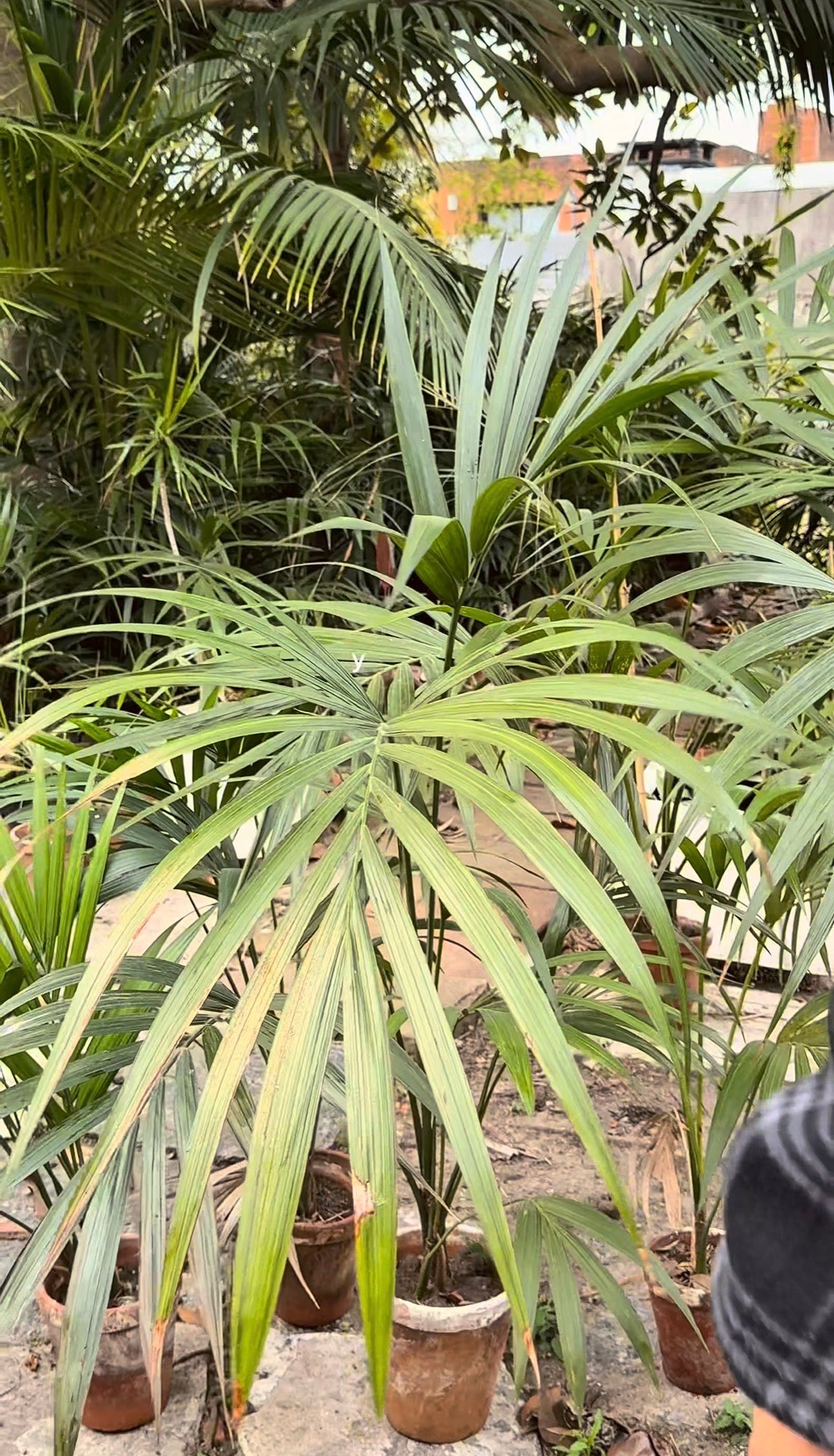 Palmeras Kentia con Historia – Kentias en busca de hogar