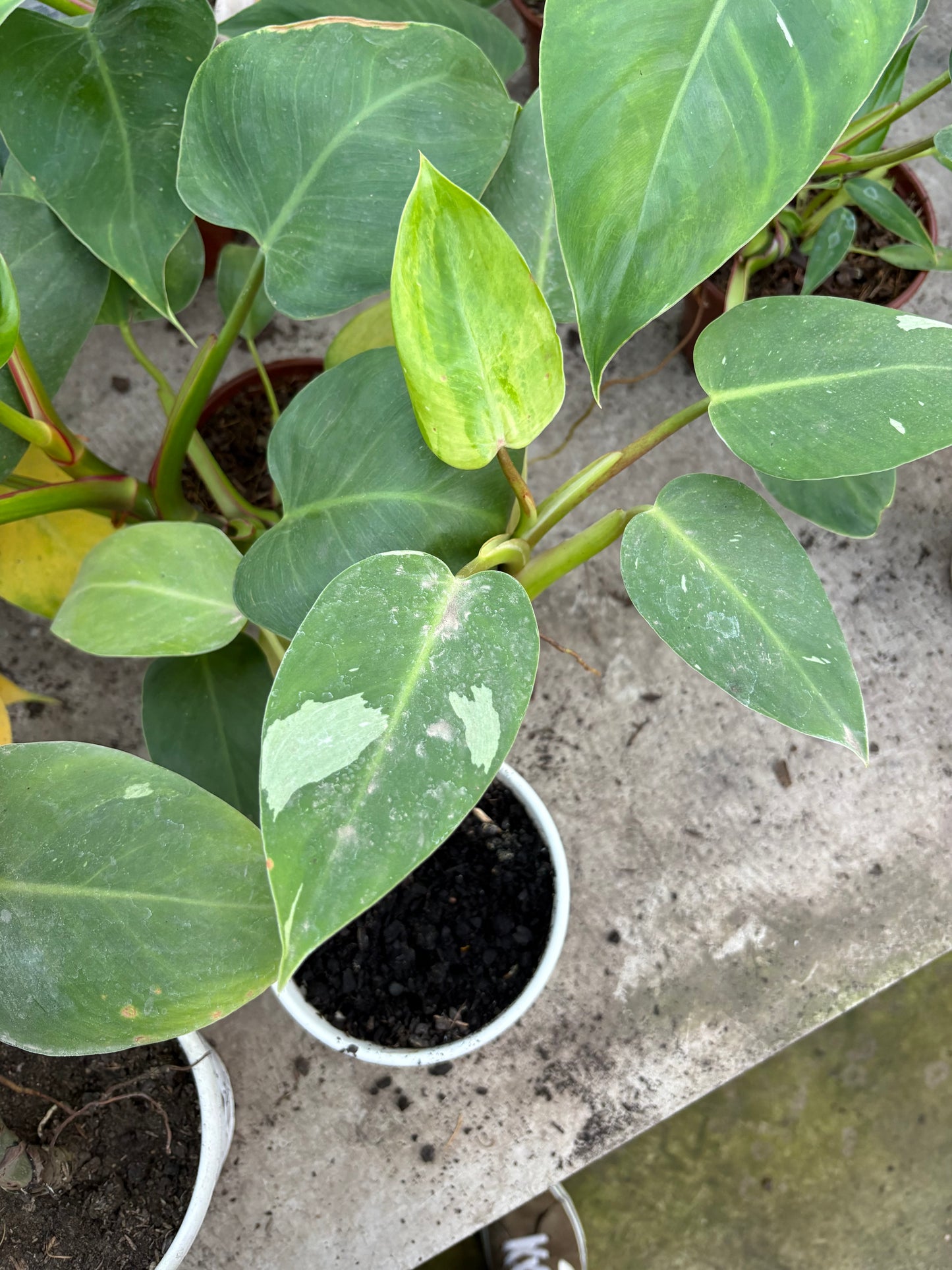 Philodendro White – Planta de Interior Variegada