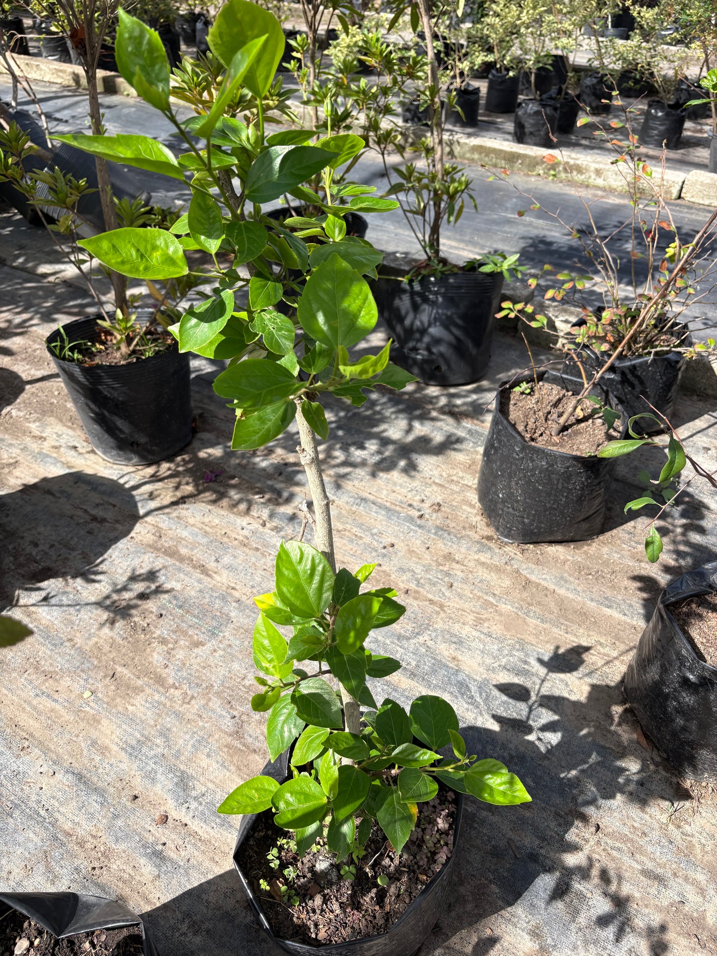 Hibisco – Planta de Exterior con Flor