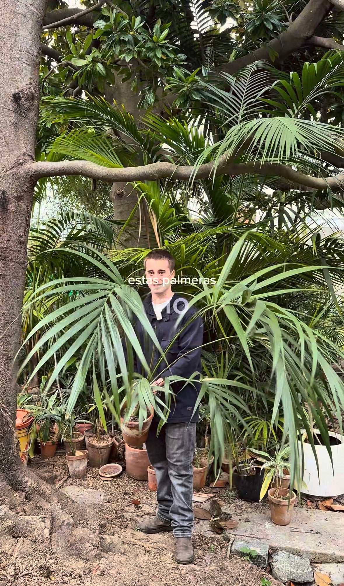 Palmeras Kentia con Historia – Kentias en busca de hogar