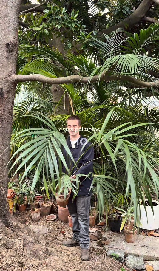 Palmeras Kentia con Historia – Kentias en busca de hogar