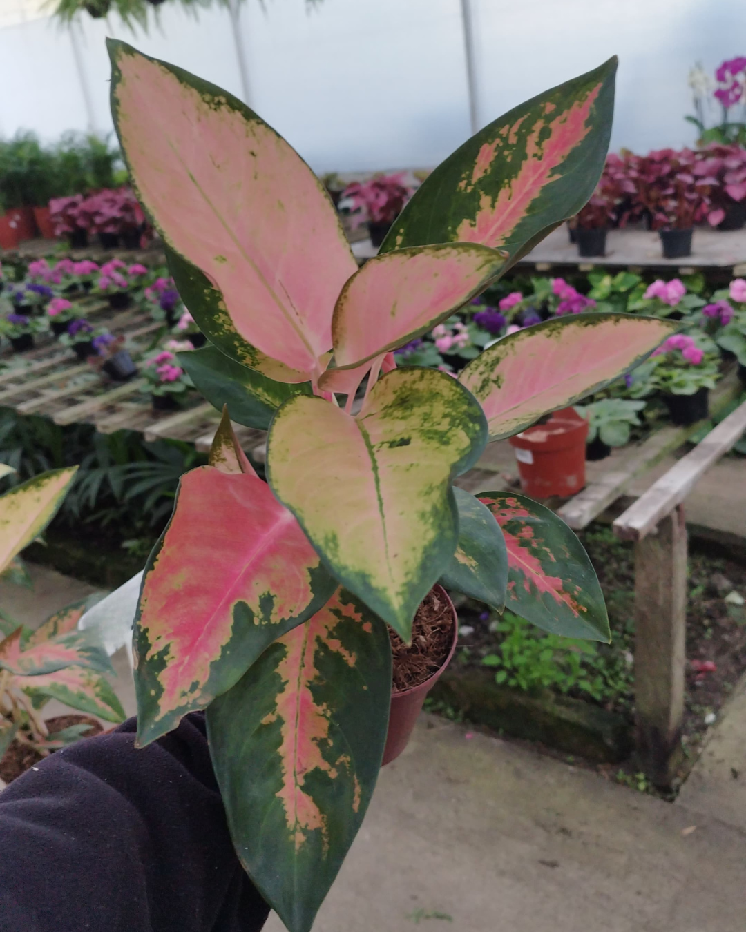 Aglaonema Lawang