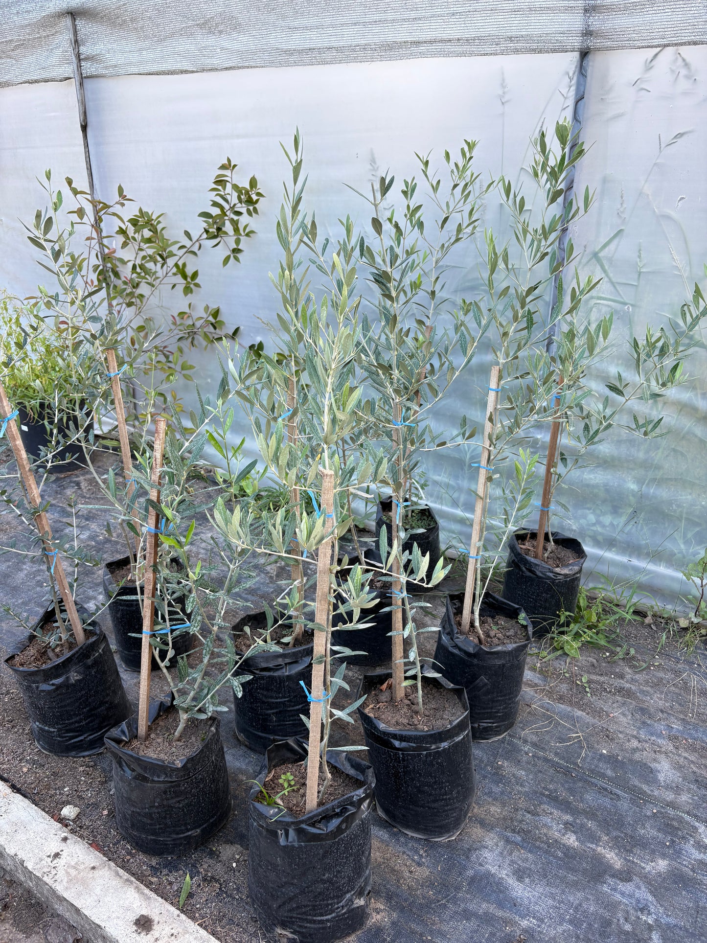 Olivo – El árbol milenario que decora con elegancia