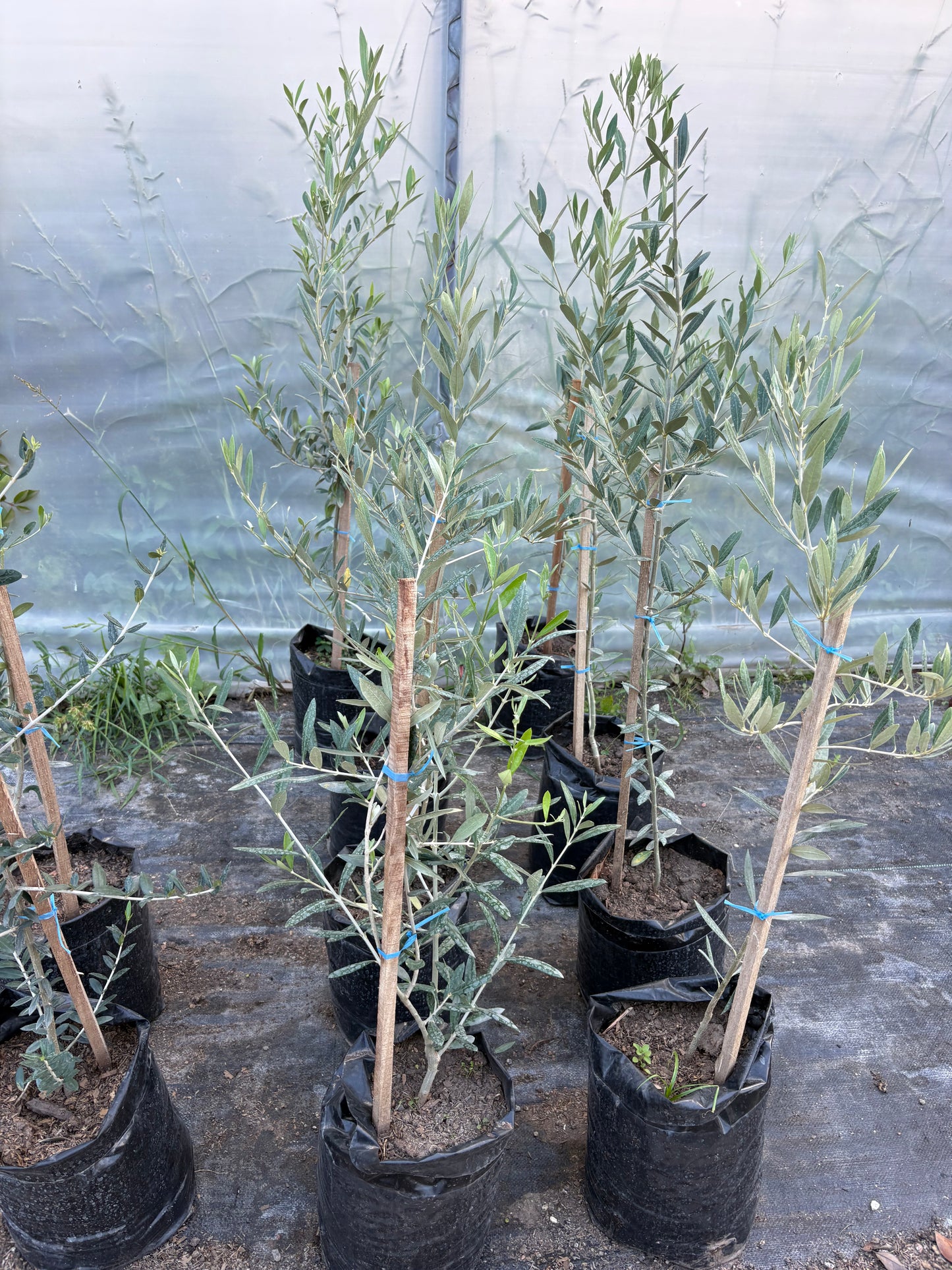 Olivo – El árbol milenario que decora con elegancia