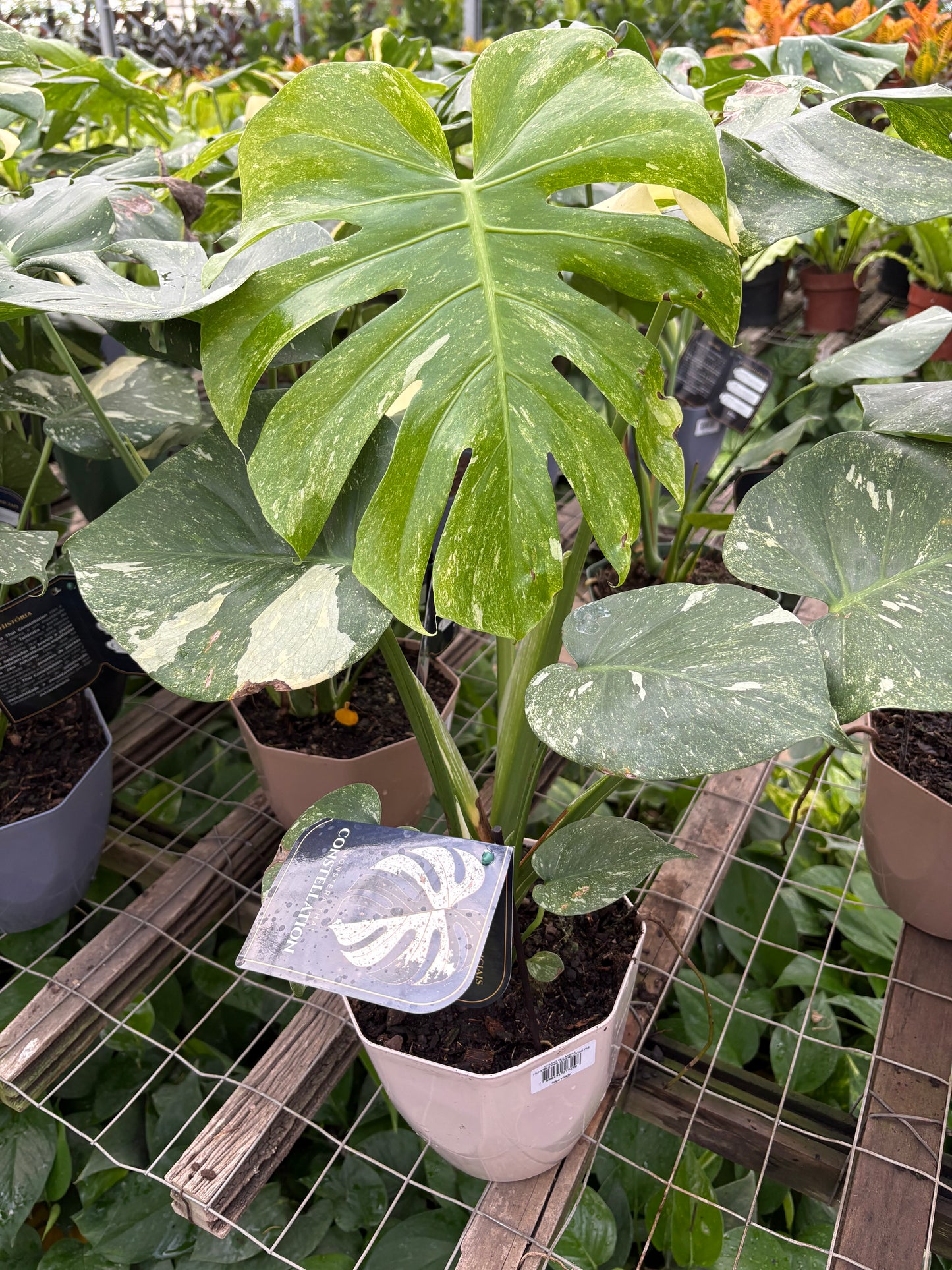 Monstera Variegada – Planta de Interior Premium de Colección
