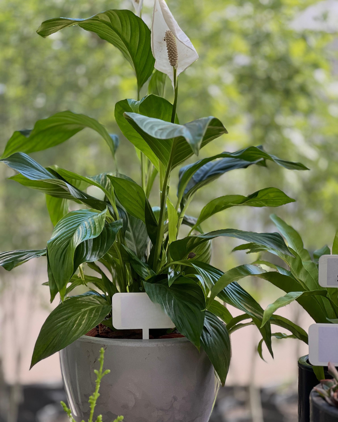 COMBO PERFECTO YA ARMADO