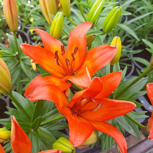 Lilium – Planta con Flor para Interior o Exterior