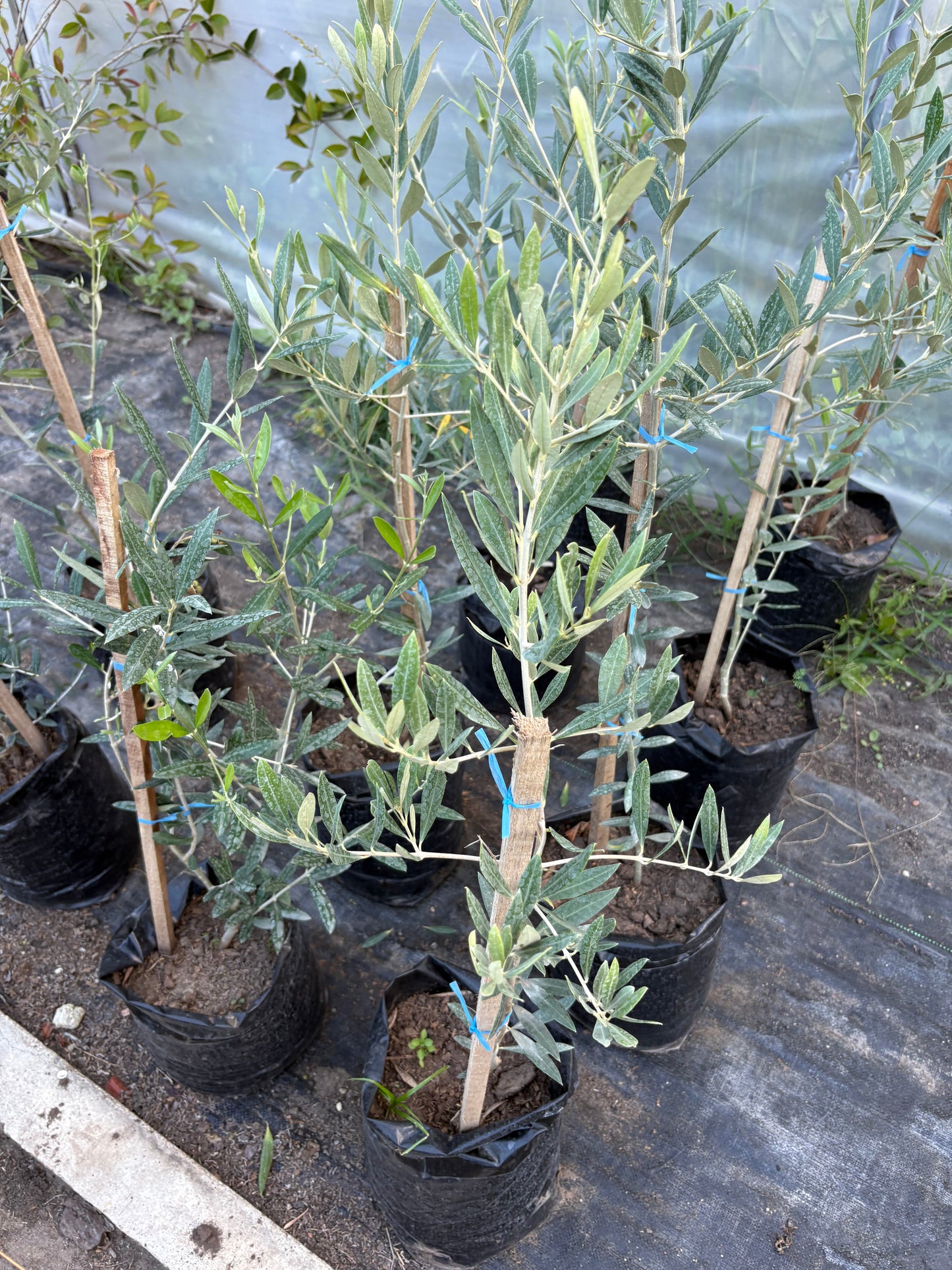 Olivo – El árbol milenario que decora con elegancia