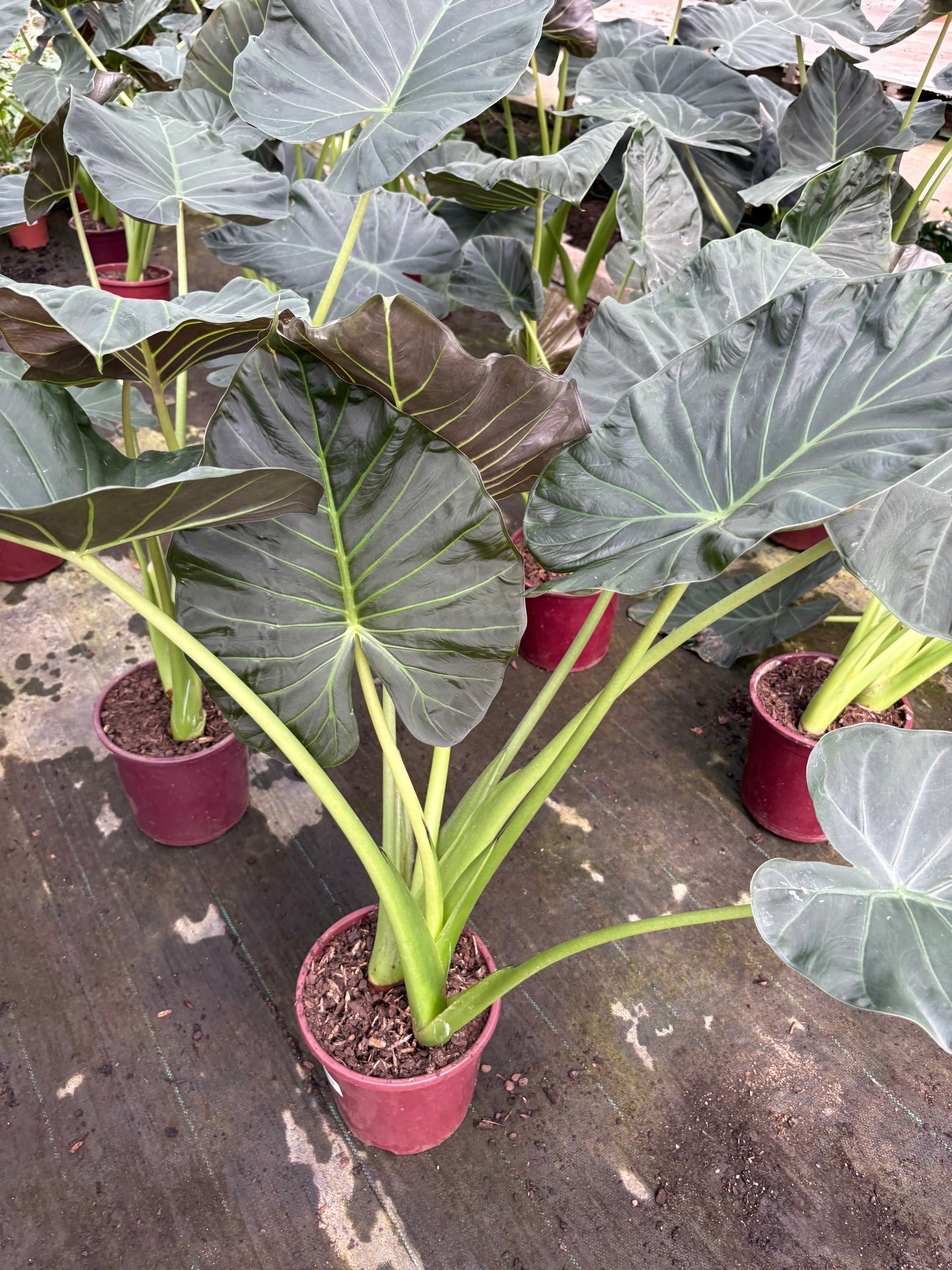Alocasia Regal Shield – Planta de Interior XL de Hojas Grandes