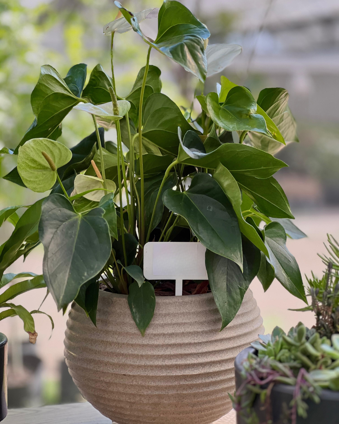 COMBO PERFECTO YA ARMADO