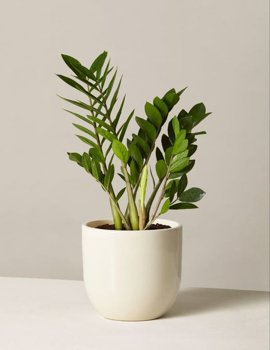 Zamioculca zamiifolia – Belleza indestructible y minimalista